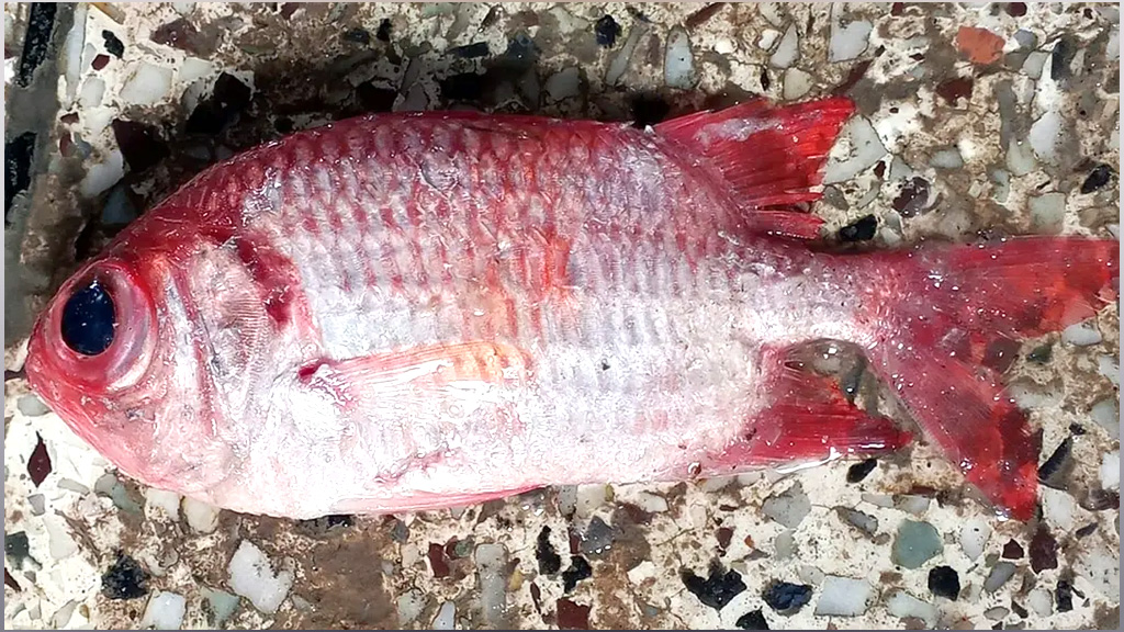 কুয়াকাটার গভীর সমুদ্রে ধরা পড়ল বিরল দর্শন ‘সোলজারফিশ’
