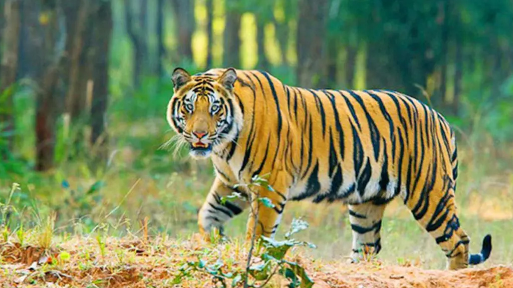 বিশ্ব বাঘ দিবস আজ