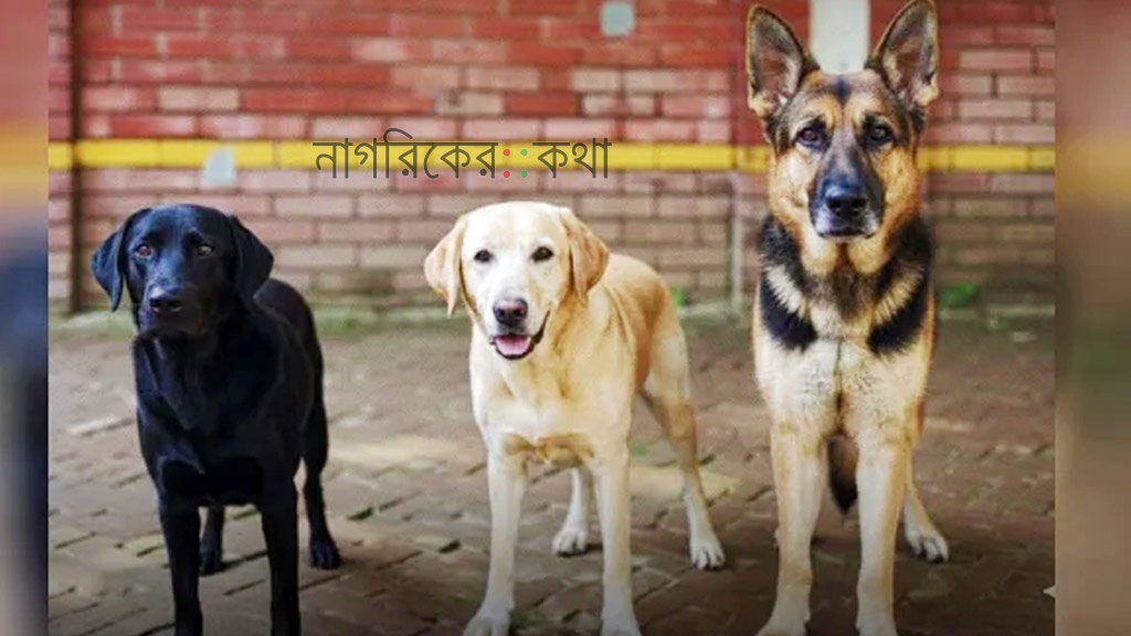 সিটিটিসির তিন কুকুর বিক্রি ৬ লাখ ৩০ হাজার টাকায়