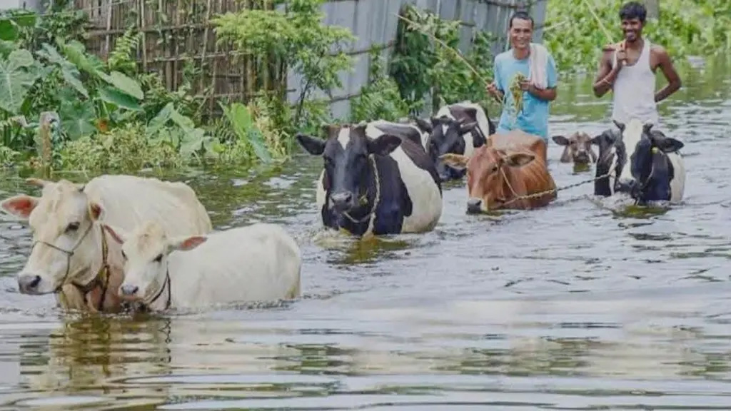 বন্যায় গোখাদ্যের সংকট, গবাদিপশুর মৃত্যুতে দিশেহারা চট্টগ্রামের খামারিরা