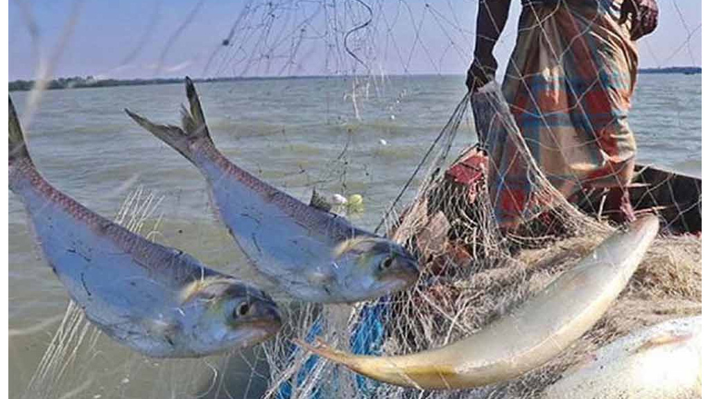 মধ্যরাত থেকে পদ্মা-মেঘনায় দুই মাস মাছ ধরা নিষিদ্ধ