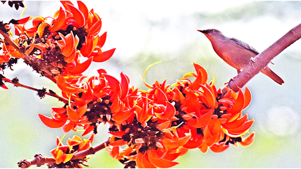 পয়লা ফাল্গুন আজ, বসন্তের আগমনী