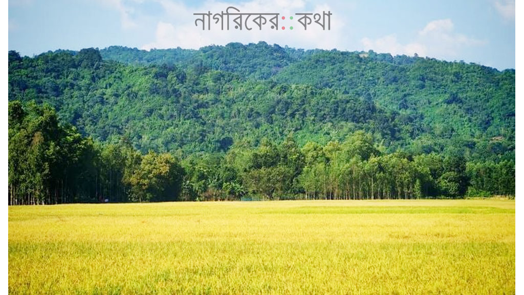 নেত্রকোণায় রোপা আমন কাটায় ব্যস্ত কৃষকেরা, ভালো ফলনে মুখে হাসি