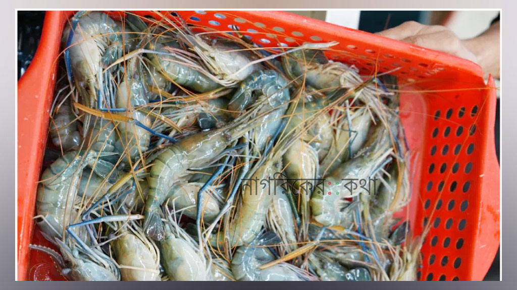 হিমায়িত চিংড়ি রপ্তানি বেড়েছে ১০ শতাংশ