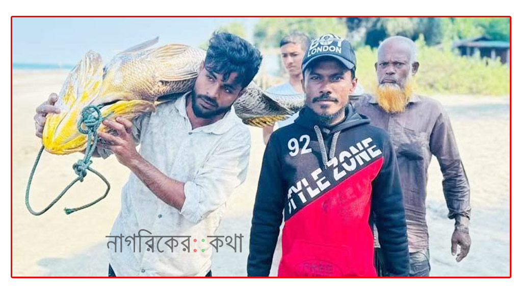 সেন্টমার্টিনে জেলের জালে ৩২ কেজির পোপা মাছ, দাম হাঁকছেন ৫ লাখ