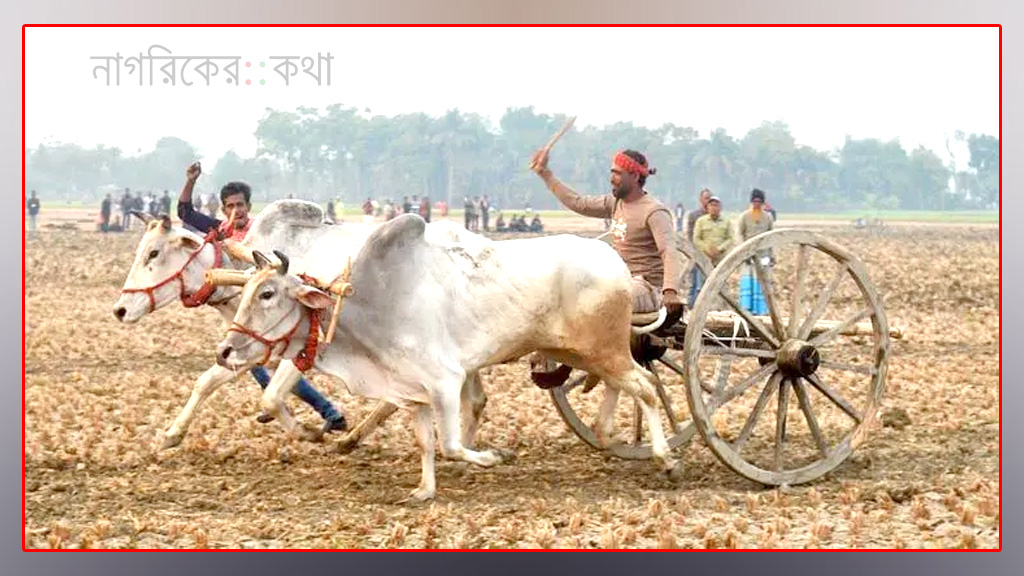 যশোরে গ্রাম বাংলার ঐতিহ্যবাহী গরুর গাড়ির দৌড় প্রতিযোগিতা
