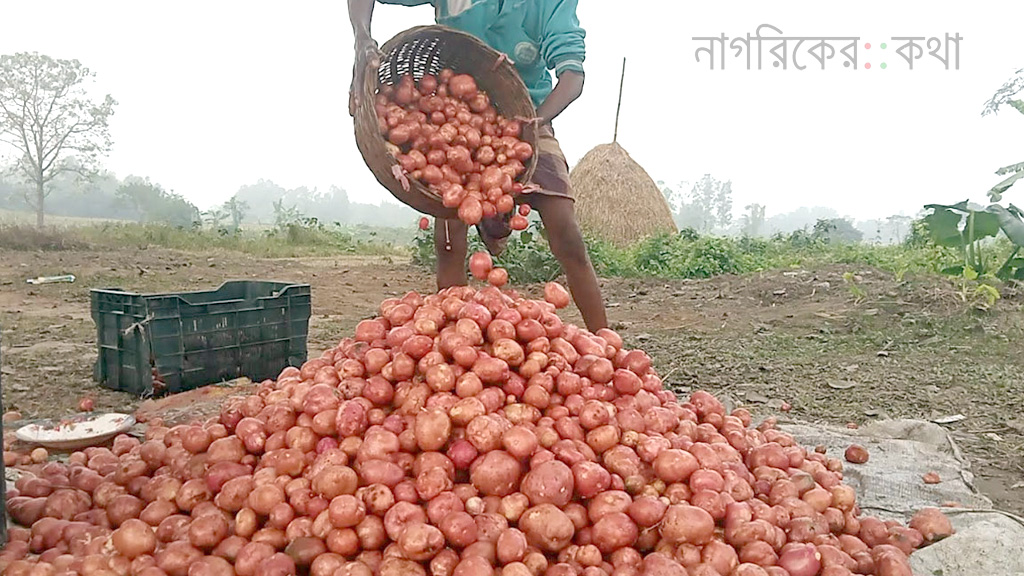 মৌসুম শুরুর আগেই বগুড়ায় আগাম আলু, গত বছরের তুলনায় দামে বড় ধস