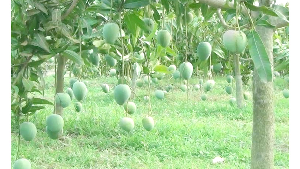 নওগাঁয় ৪ লাখ ২২ হাজার টন আম উৎপাদনের লক্ষ্য, বাণিজ্য হতে পারে ৩ হাজার কোটি টাকার